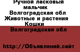 Ручной ласковый мальчик  - Волгоградская обл. Животные и растения » Кошки   . Волгоградская обл.